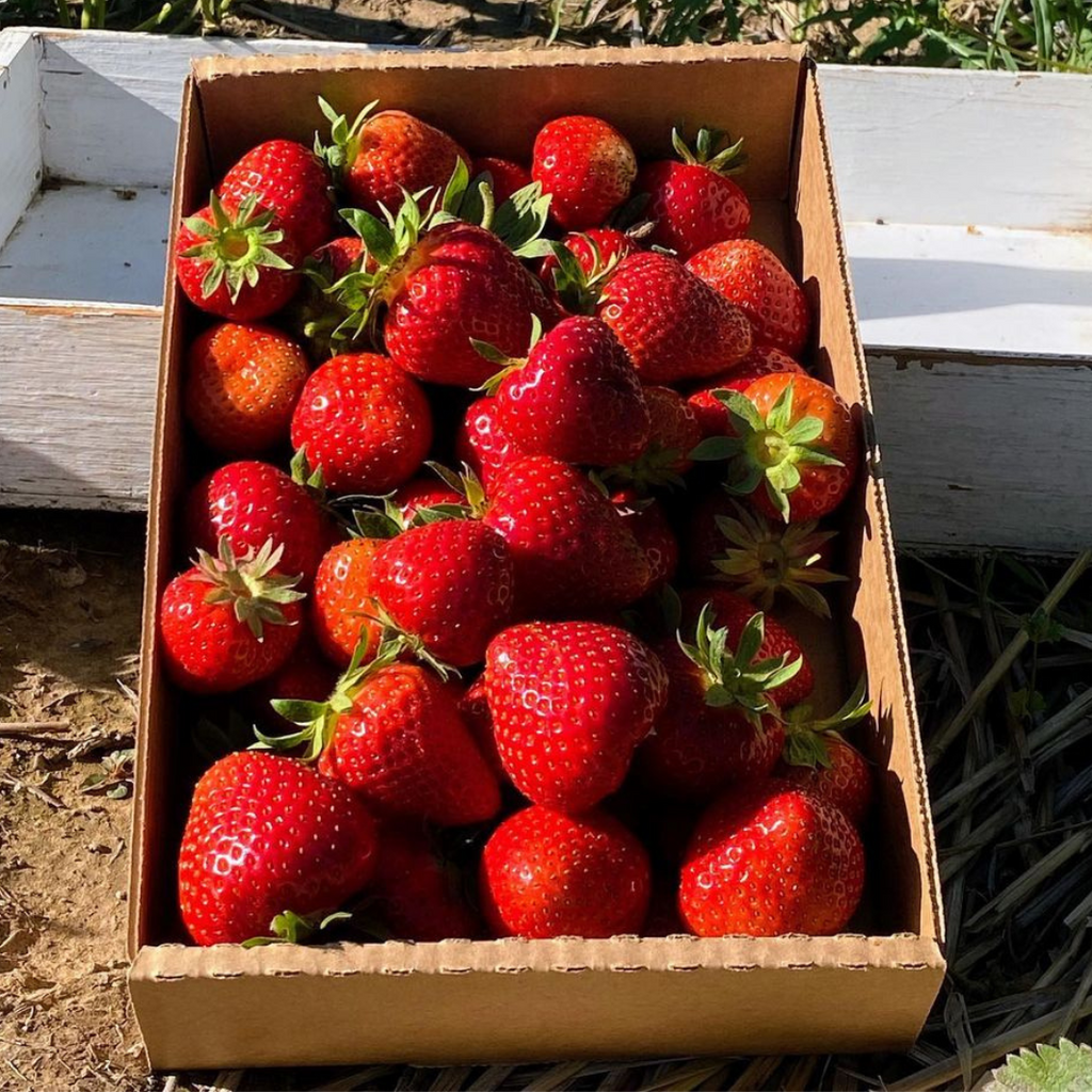 Strawberries-Knapp's-Green-Bluff-Spokane
